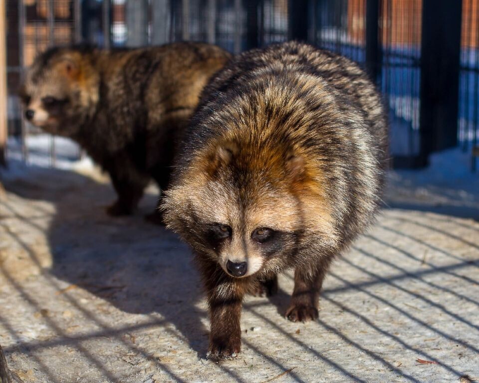    Енотовидные собаки в барнаульском зоопарке. Источник: Барнаульский зоопарк
