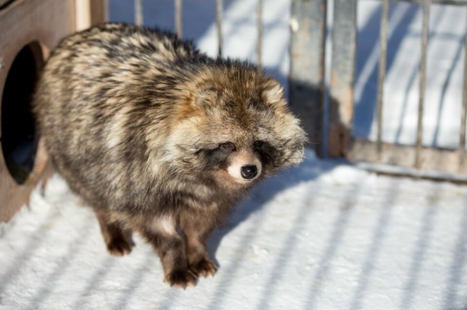    Енотовидная собака. Источник: Предоставлено "Толку"