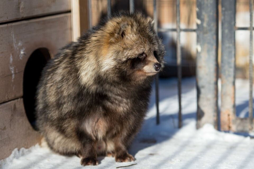    Енотовидная собака. Источник: Предоставлено "Толку"
