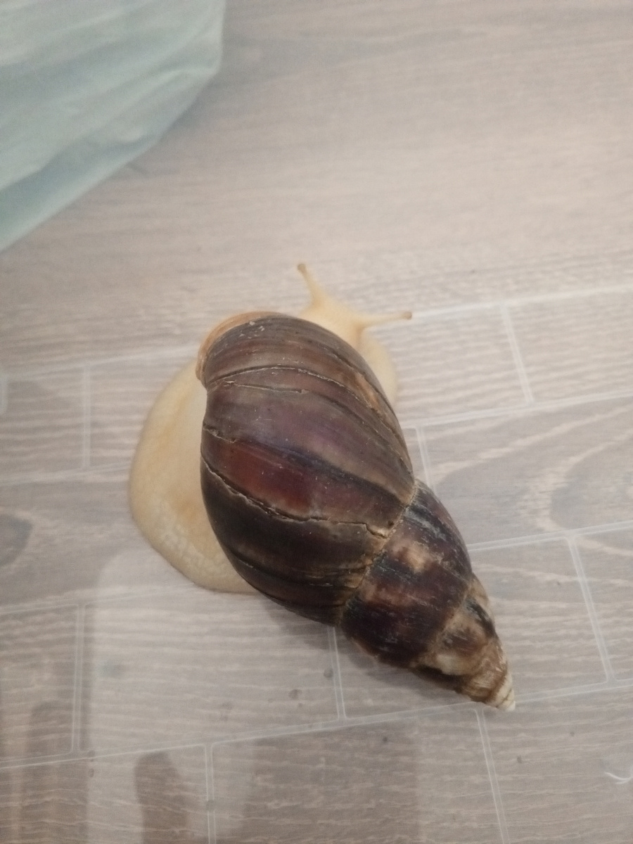 Ему сейчас год