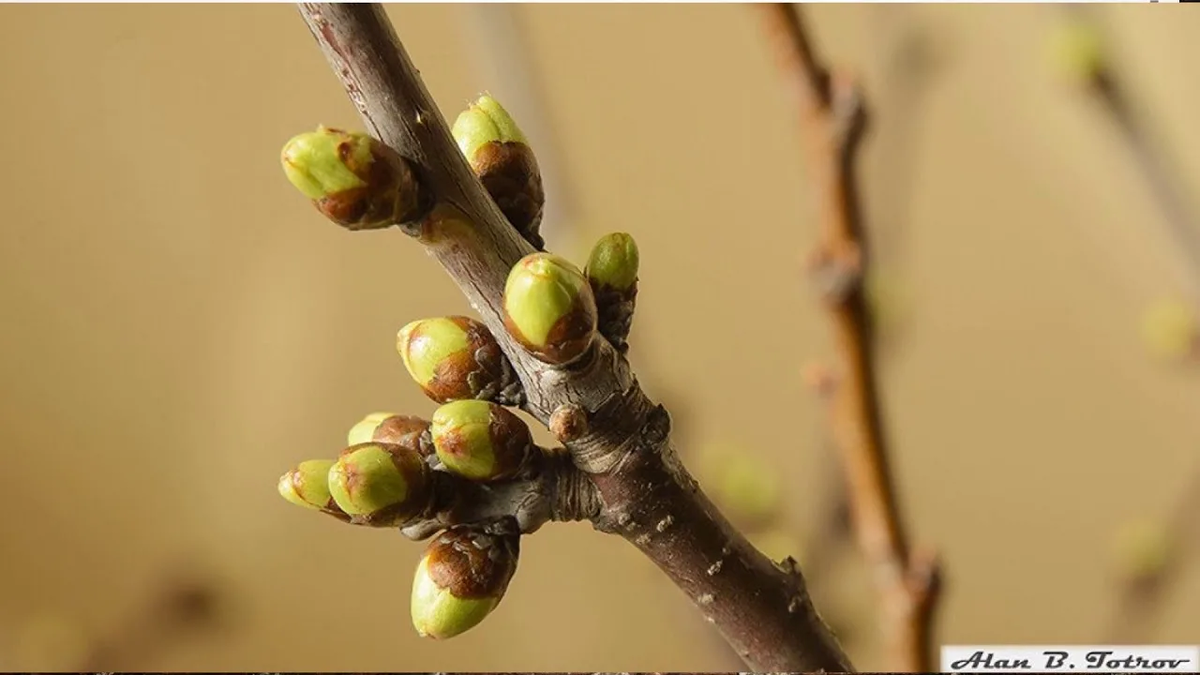 фото из соцсетей