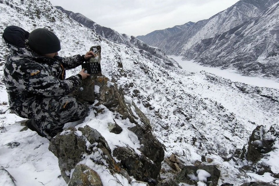    В Саяно-Шушенском заповеднике насчитали 18 снежных барсов. Фото: пресс-служба заповедника