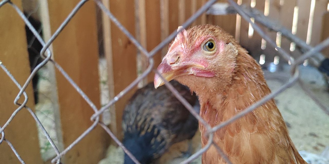 Тысячи домашних птиц привили от гриппа в Приамурье