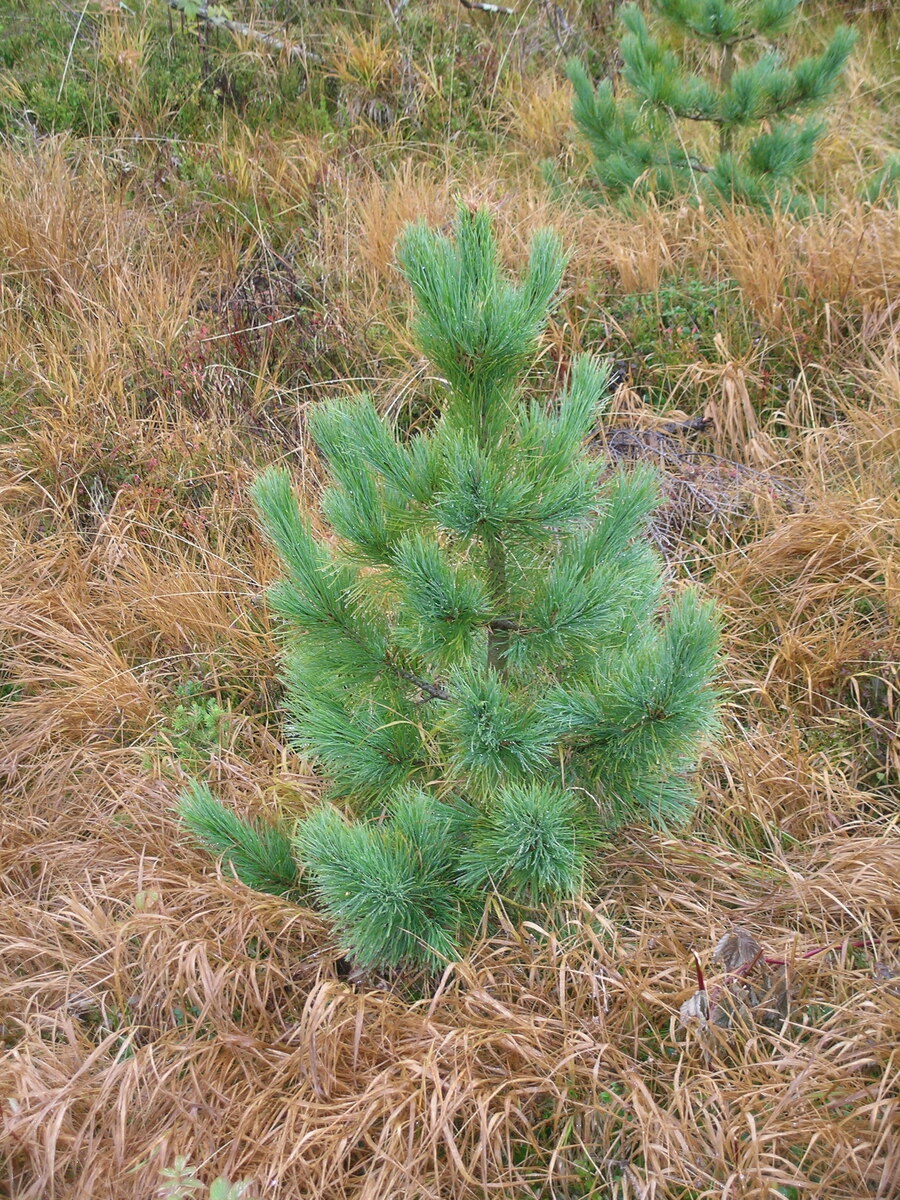 Молодой кедрик в карпатском высокогорье. Это конец сентября. Летом цвет был поярче  