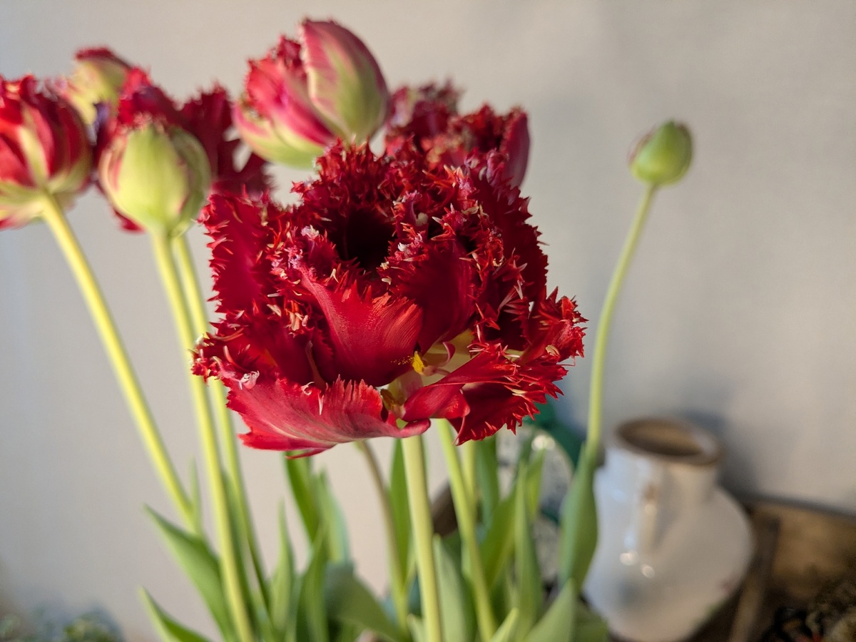 Тюльпан бахромчатый, сорт Fiery Dream