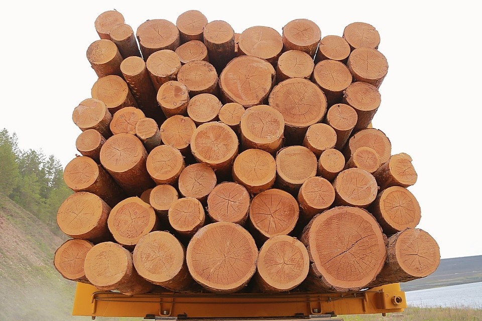    В Красноярском крае задержали черного лесоруба ЛЕНЦ Мария | Архив КП