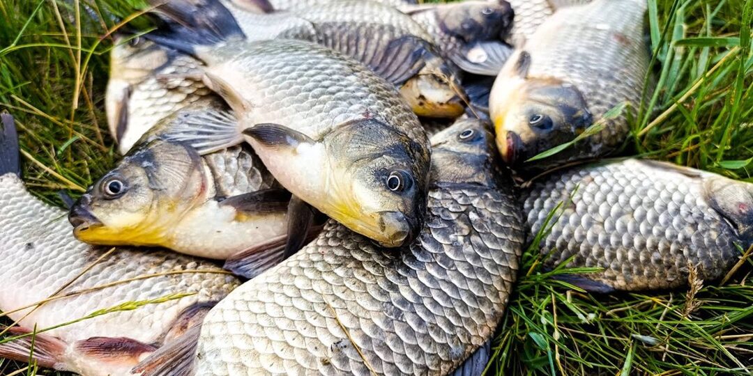 Гороховое тесто, которое не даёт спуску крупному карасю