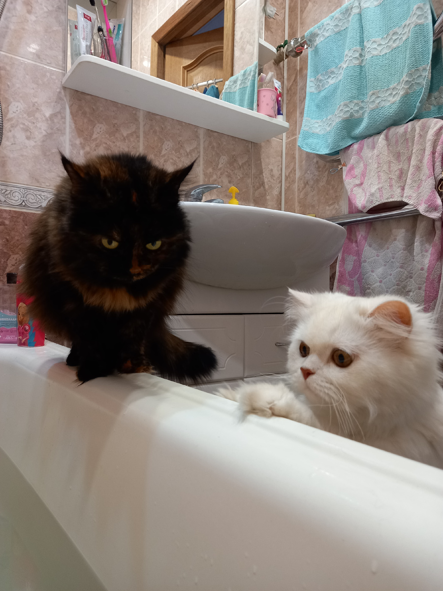 Учит Персика присматривать за хозяйкой