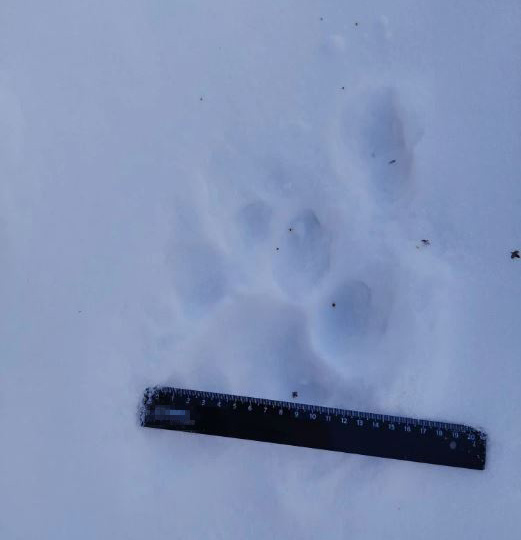 Тигр несколько лет живет по соседству с людьми в Приамурье