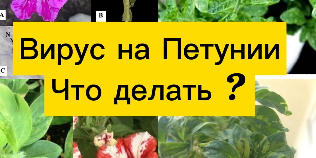 🌿🔬 ВИРУС НА ПЕТУНИИ: ЧТО ЭТО И КАК СПАСТИ КРАСОТУ? 🔬🌿
