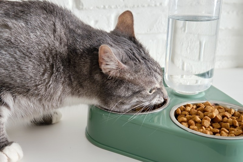 Неотъемлемая часть рациона: кошатникам объяснили, когда питомцы нуждаются в витаминных добавках