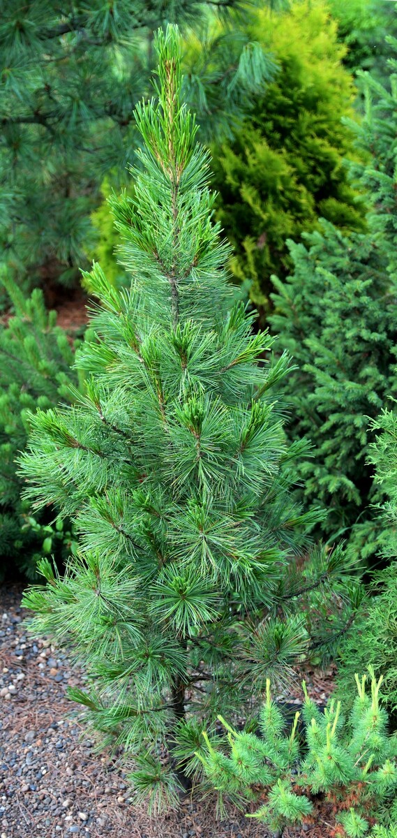 Pinus cembra ‘Stricta’ в нашей коллекции