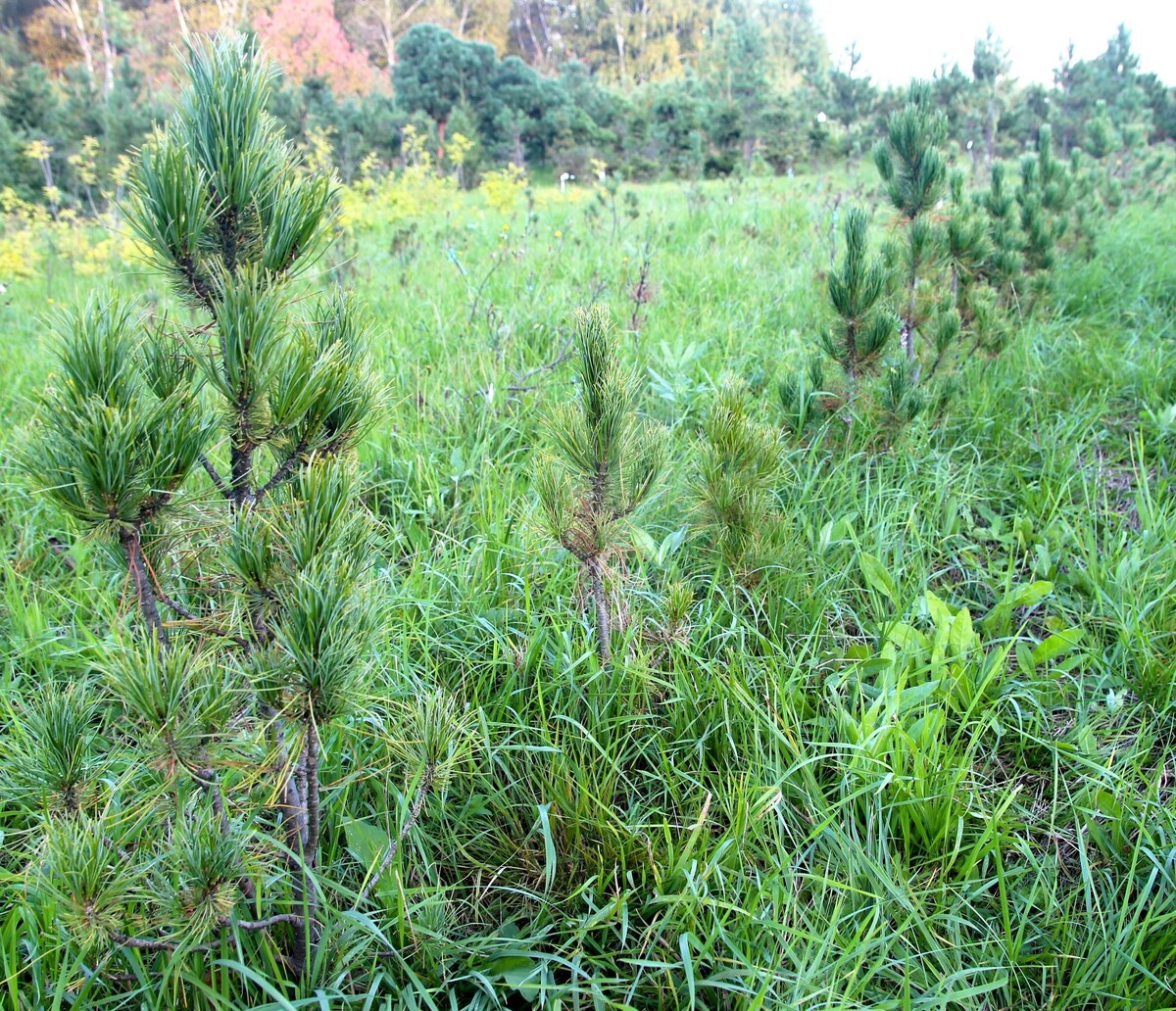 Потомство получается относительно однородное «фастигиатного» типа  