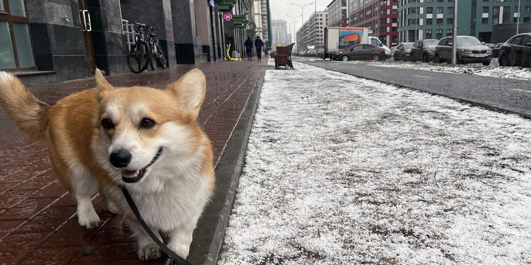Ветеринар рассказала, почему питомцам опасно пить из луж