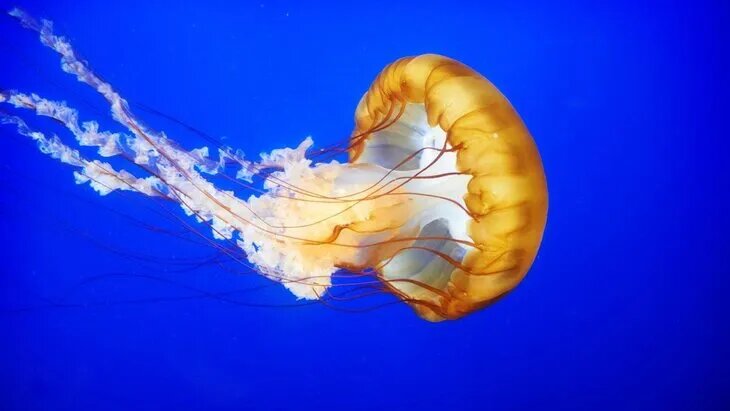 На побережье турецкого курорта Анталья появились медузы-кочевники (Rhopilema nomadica). Об этом сообщает агентство IHA.