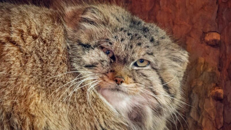     Манул Пепе. «Прогулки по зоопарку»