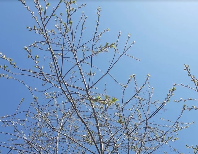 Голодные клещи проснуться раньше обычного и начнут массовую "охоту" на россиян