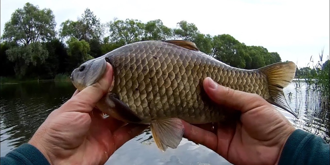 Семечки + перловка = идеальная насадка для трофейного карася