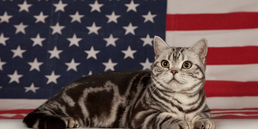 Американская короткошёрстная кошка: символ силы, гармонии и древних корней