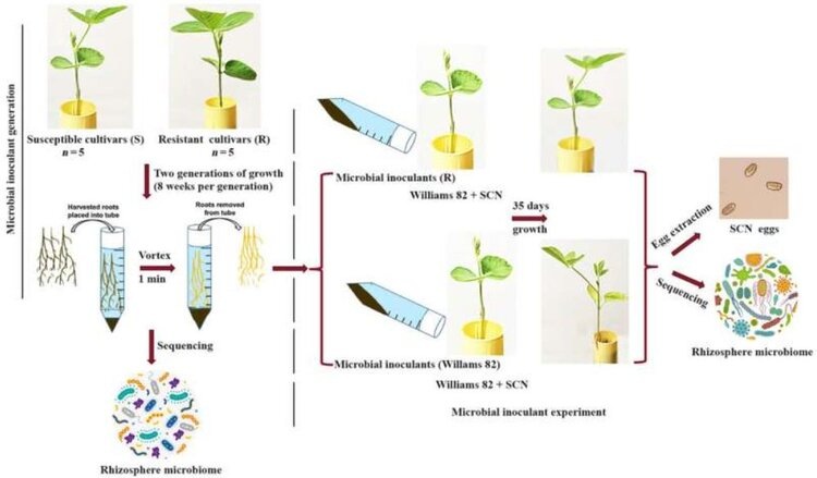    Фото: American Phytopathological Society