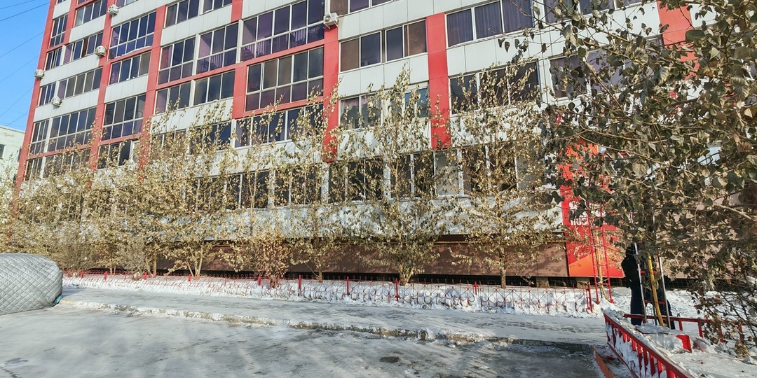 Почему в Якутии зимой тополя остаются зелеными