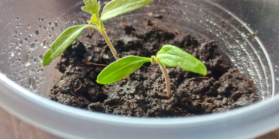 Вот и томаты взошли: крупная ошибка, которая заставляет всходы на вытягиваться. О ней редко говорят, искренне считая правилом