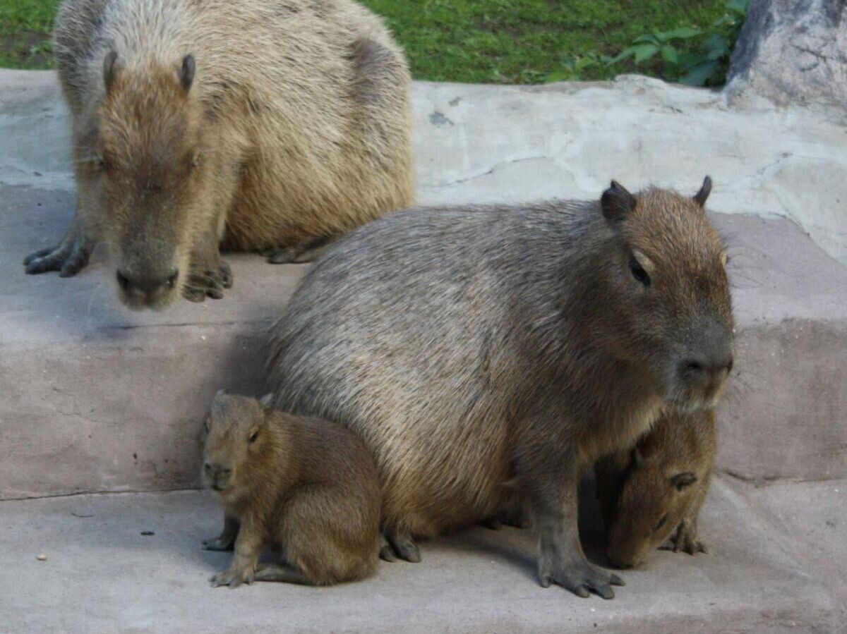    Семья капибар в Московском зоопарке | © Фото : Светлана Акулова / Telegram