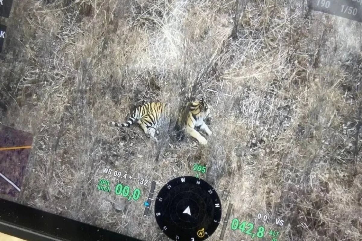    Амурского тигра сбила женщина-водитель ночью на трассе у ЗАТО Фокино