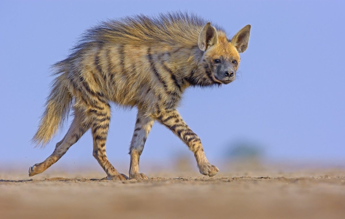 Полосатая гиена греется на солнце