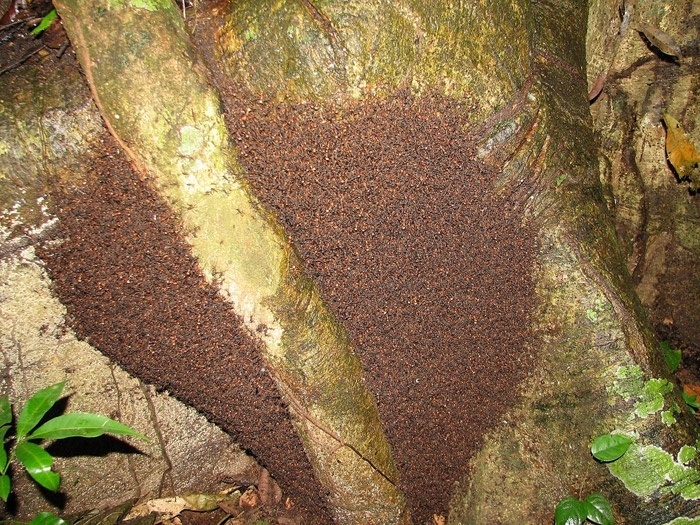 Кочующие муравьи создают живой муравейник