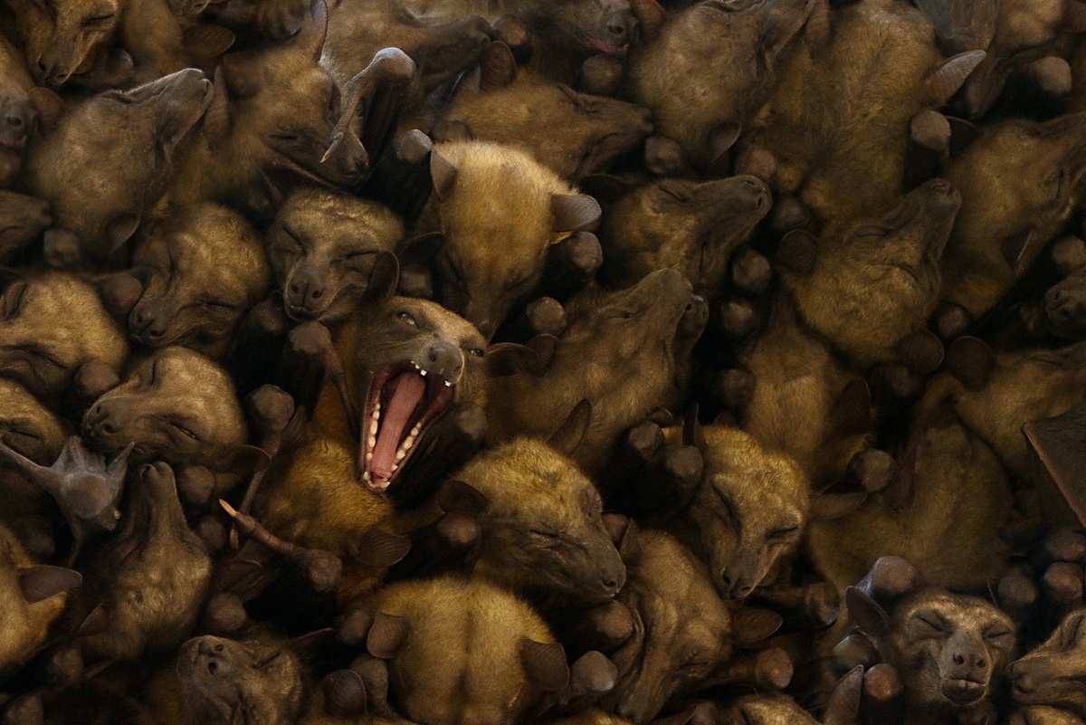 Колония летучих лисиц