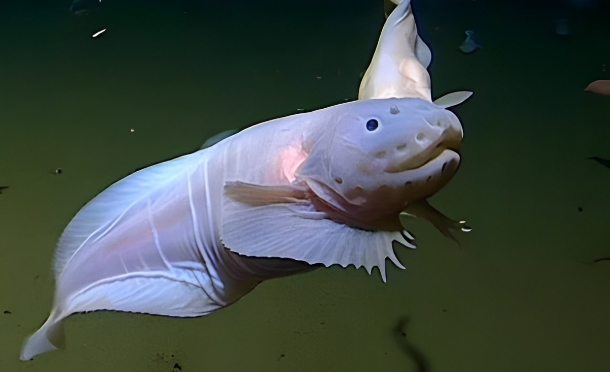 Морской слизень — глубоководная рыба