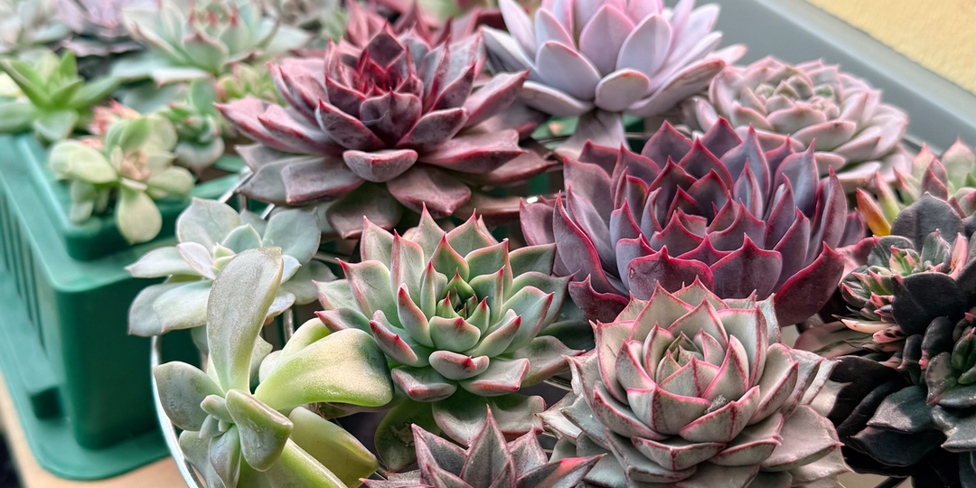 Воздушное укоренение суккулентов: мой любимый методм