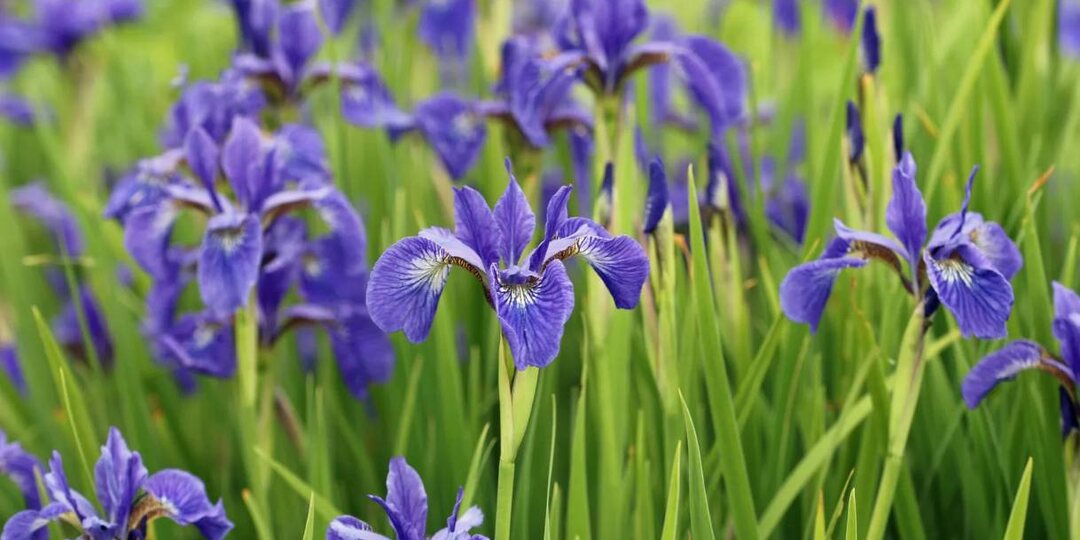 Опасные цветы