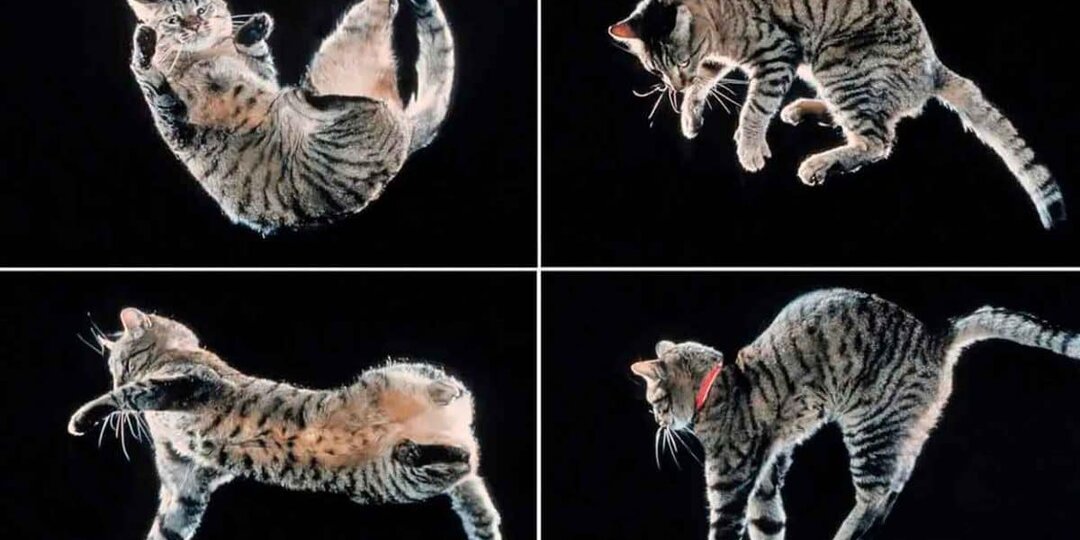 Высокоскоростная съемка помогла раскрыть секрет кошачьей акробатики