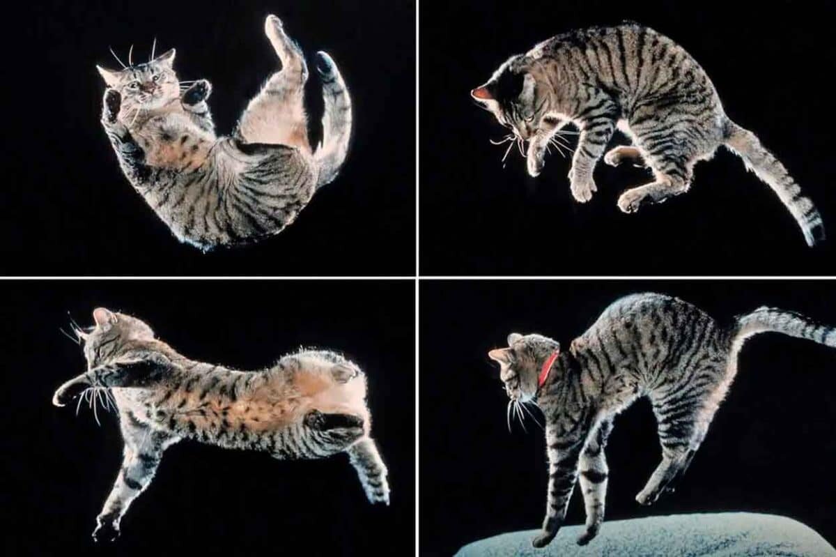    Во время эксперимента передняя часть тела кошки поворачивалась на десятки миллисекунд раньше, чем задняя. То есть движение происходило последовательно, а не одновременно. Этот трюк совершается очень быстро, поэтому со стороны кажется, что кошка переворачивается в воздухе всем телом / © Evolve, Photoshot, ZUMAPRE​SS, Alamy