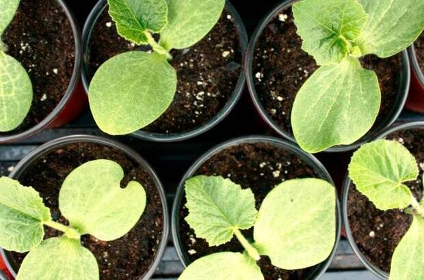 Только качественная рассада позволит вырастить урожайное растение