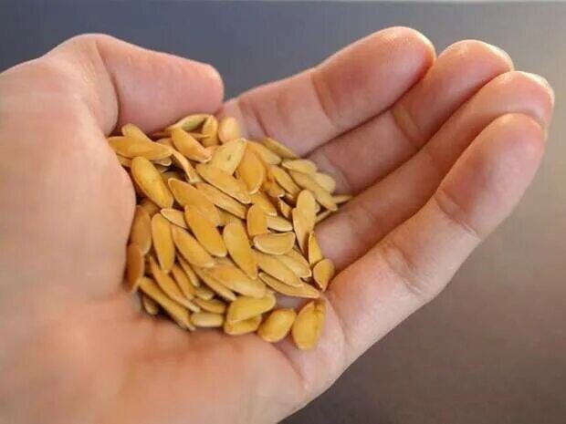 Правильный выбор семян этой культуры очень важен для получения качественного и большого урожая