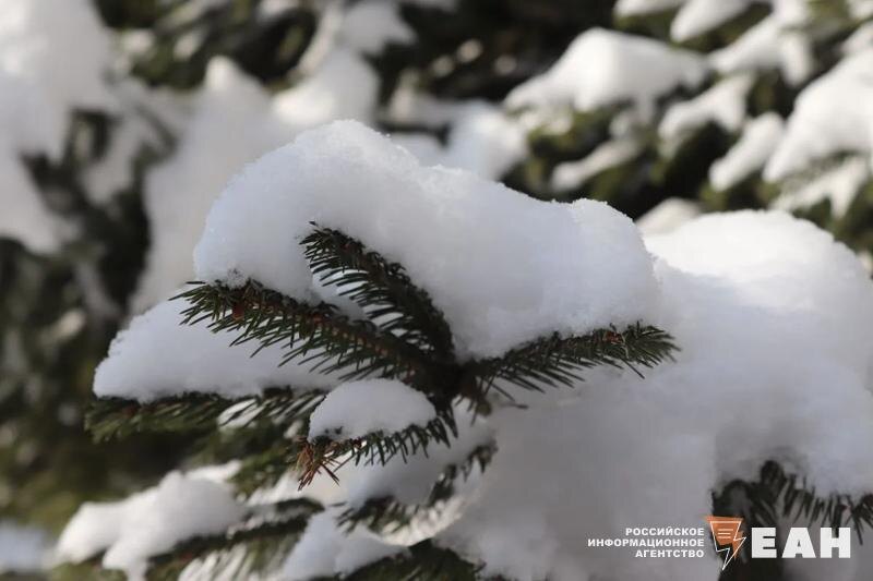    ЕАН. Снег на дереве