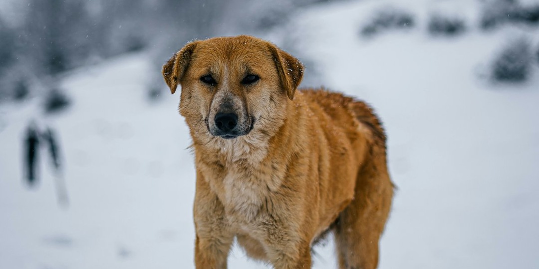 Спасена в Омске: собака, которая верила людям даже после встречи с живодером