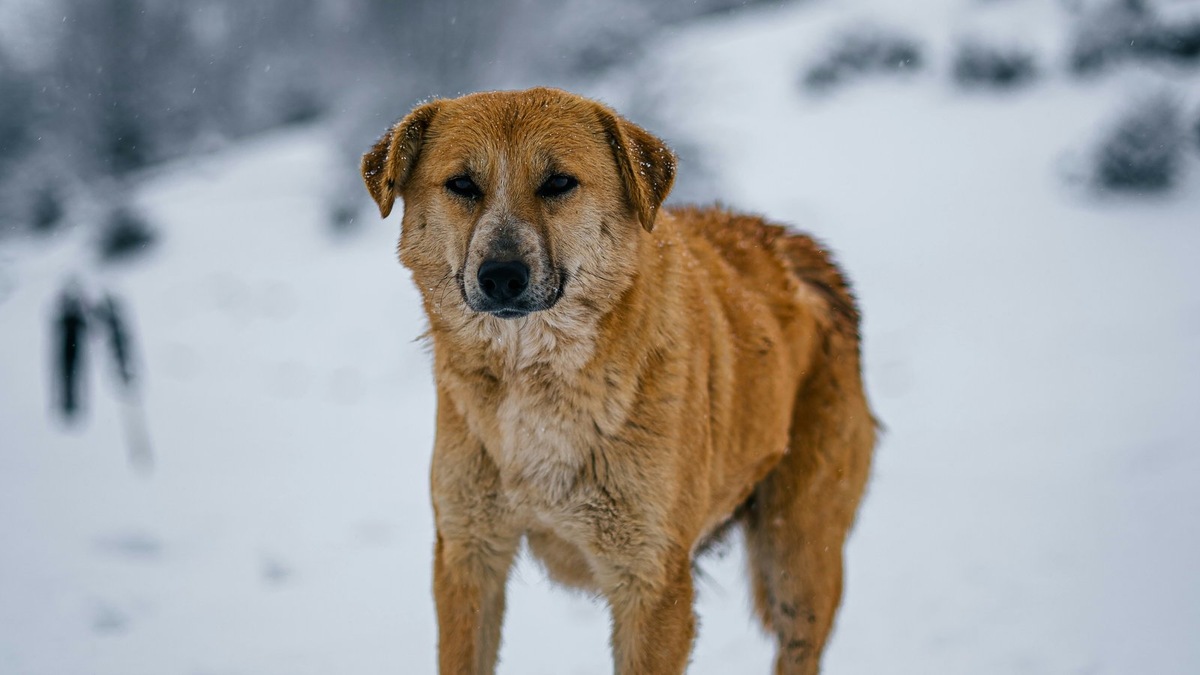   Фото несет иллюстративный характер