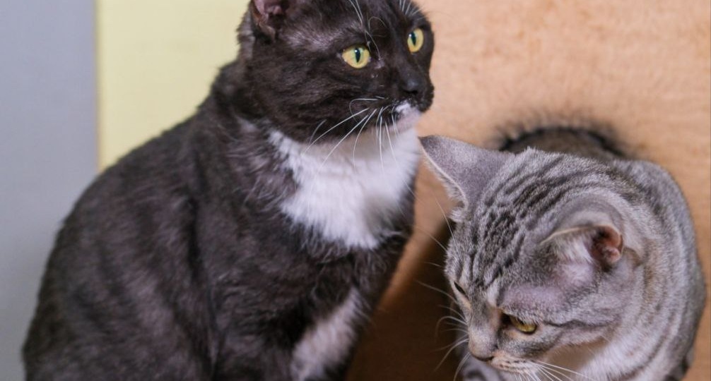 Котики в мире людей