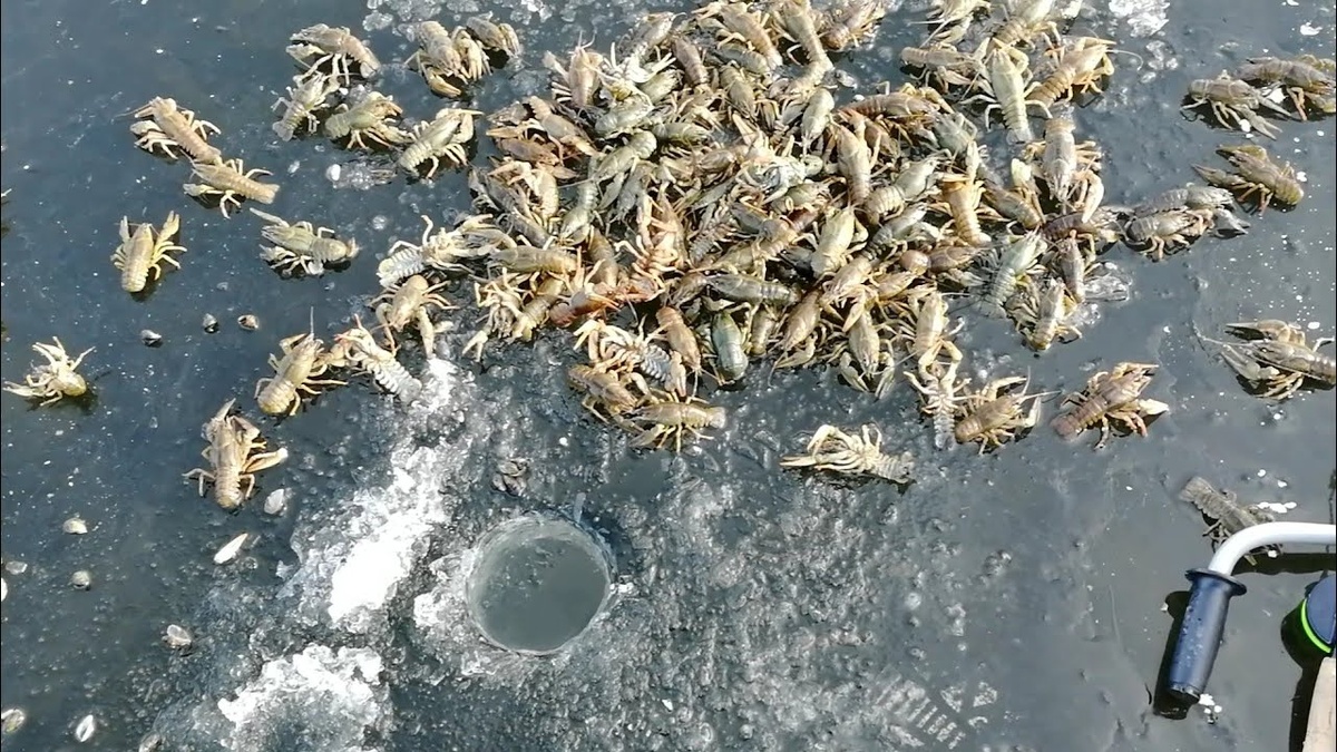 Фото из Яндекс картинки.