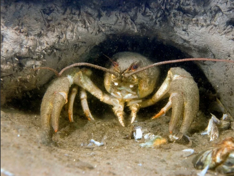 Фото из Яндекс картинки.