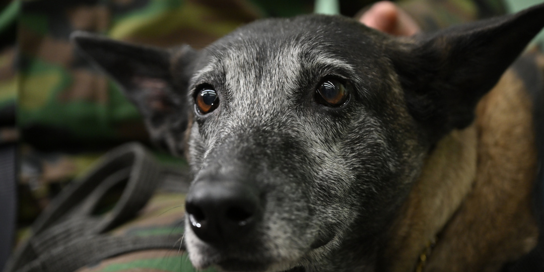 Ветеринар в Екатеринбурге рассказал, как спасти собаку от отравы догхантеров