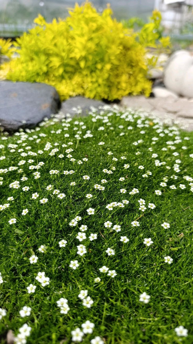 Мшанка шиловидная — «зелёный ковёр» для вашей горки