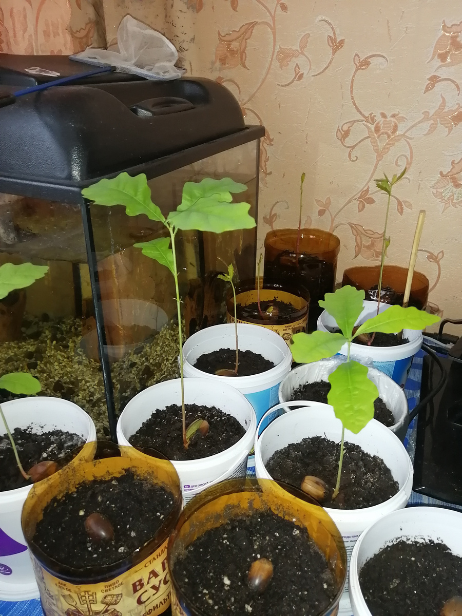 Дубы  - колдуны