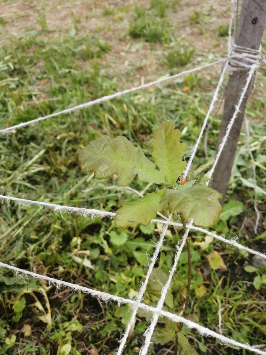 Растет успешно