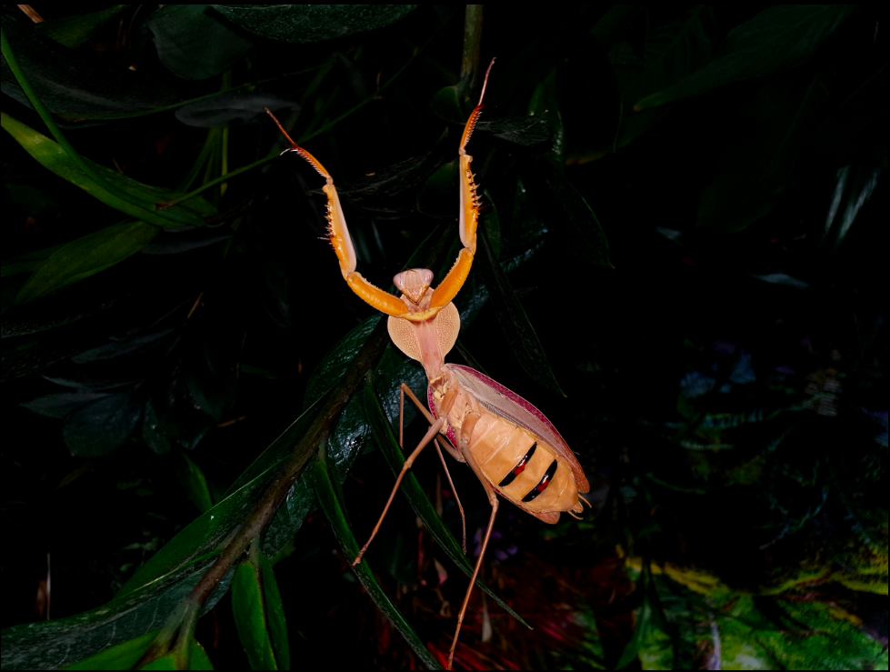 Знакомьтесь, Ромбодера кирби: живой танк в мире насекомых.