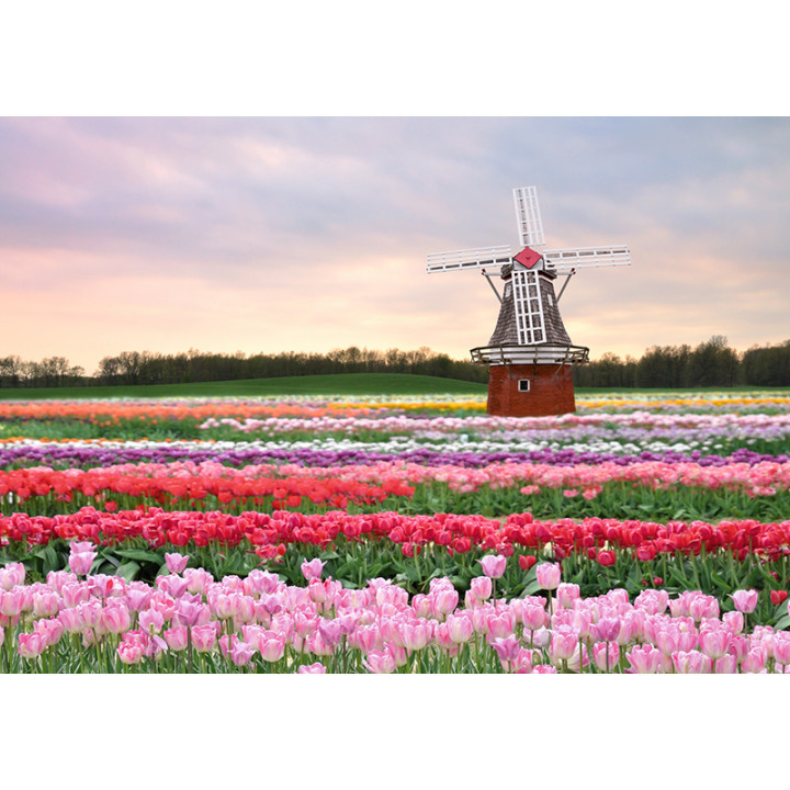 Мельница и тюльпаны. Почтовая открытка.  